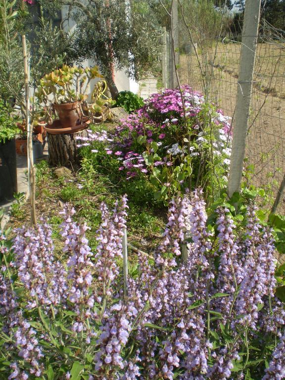 Il Giardino Di Emilio Acomodação com café da manhã Marrùbiu Quarto foto